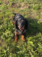 Langharige dwerg teckel reu merle, Dieren en Toebehoren, Honden | Teckels en Dashonden, België, 15 weken tot 1 jaar, Reu, CDV (hondenziekte)