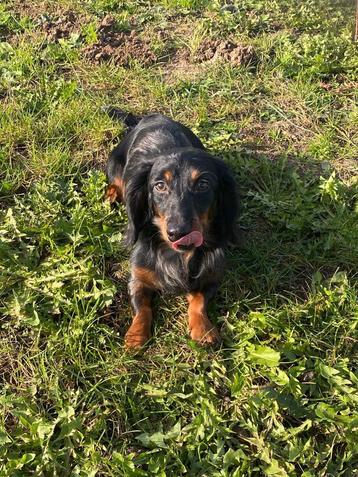 Langharige dwerg teckel reu merle  beschikbaar voor biedingen