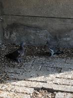 Houtduiven, Dieren en Toebehoren, Vogels | Duiven, Geslacht onbekend, Overige soorten