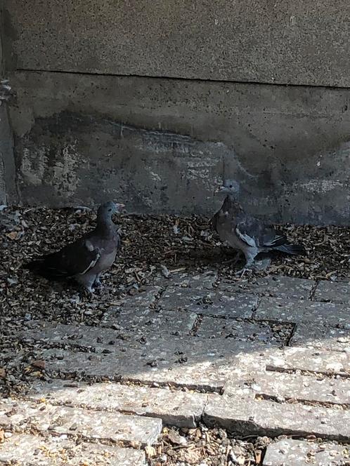 Houtduiven, Dieren en Toebehoren, Vogels | Duiven, Overige soorten, Geslacht onbekend