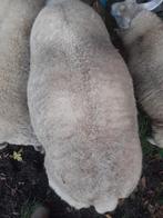Schapen bok, Dieren en Toebehoren