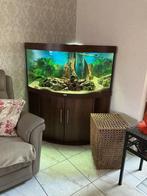 Aquarium, Dieren en Toebehoren, Ophalen, Zo goed als nieuw, Gevuld zoetwateraquarium