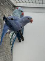 Jonge Halsbandparkieten / halsband parkieten, Meerdere dieren, Parkiet, Geringd