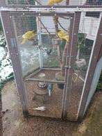 Nieuwe thuis voor mijn kakariki's, Dieren en Toebehoren, Vogels | Parkieten en Papegaaien, Geringd