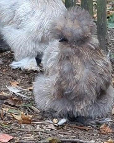 Prachtige usa zijdehoenders sierkippen frizzle, Dieren en Toebehoren, Pluimvee, Kip, Vrouwelijk