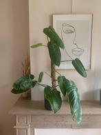 Philodendron Jose buono, Enlèvement