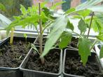 tomatenplantjes, Tuin en Terras, Zomer, Vaste plant, Ophalen