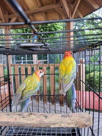 parkieten en papegaaien beschikbaar voor biedingen