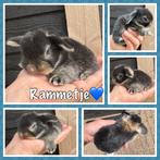 Super lieve jonge Hangoordwerg konijntjes beschikbaar, Dieren en Toebehoren, Meerdere dieren, Dwerg, Hangoor, 0 tot 2 jaar
