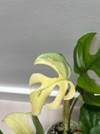 Rhapidophora Tetrasperma Albo Variegata, Maison & Meubles, Plantes d'intérieur, Enlèvement ou Envoi