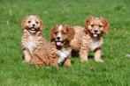 Cavapoo pups te koop, Dieren en Toebehoren, Honden | Chihuahua's en Gezelschapshonden, CDV (hondenziekte), Meerdere, Meerdere dieren