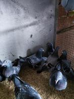 Jonge duiven, Dieren en Toebehoren