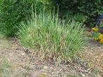 gigantische plant pampas gras - net gesnoeid, Tuin en Terras, Planten | Tuinplanten, Ophalen