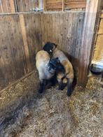 Suffolk ram lam te koop, Mannelijk, Schaap, 0 tot 2 jaar