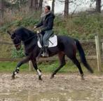 Fantastisch braaf leerpaard, Dieren en Toebehoren, Paarden, Ruin, Dressuurpaard, Gechipt, 11 jaar of ouder