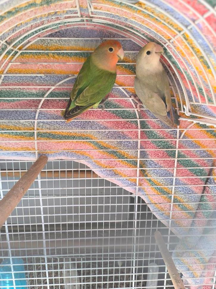 Twee dwergpapegaaien, Dieren en Toebehoren, Vogels | Parkieten en Papegaaien