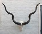 Grote schedel KUDU ANTILOPE - met kiezen - ref. D (gewei), Ophalen of Verzenden, Gebruikt, Wild dier, Schedel