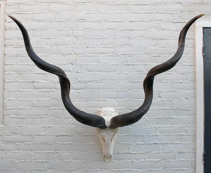 Grote schedel KUDU ANTILOPE - met kiezen - ref. D (gewei), Verzamelen, Dierenverzamelingen, Gebruikt, Schedel, Wild dier, Ophalen of Verzenden