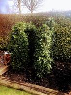 Laurier bomen, Tuin en Terras, Planten | Bomen, Ophalen, Halfschaduw, Overige soorten, 100 tot 250 cm