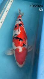 KOI - Sanke, Karper of Koi