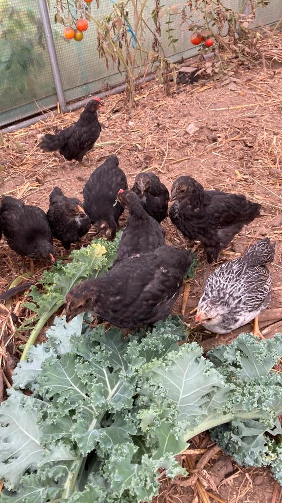 Hennetjes   Kuikens, Dieren en Toebehoren, Pluimvee, Vrouwelijk