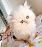 Britse langhaar en korthaar kitten, Dieren en Toebehoren, Katten en Kittens | Raskatten | Langhaar, Meerdere dieren, Gechipt, 0 tot 2 jaar