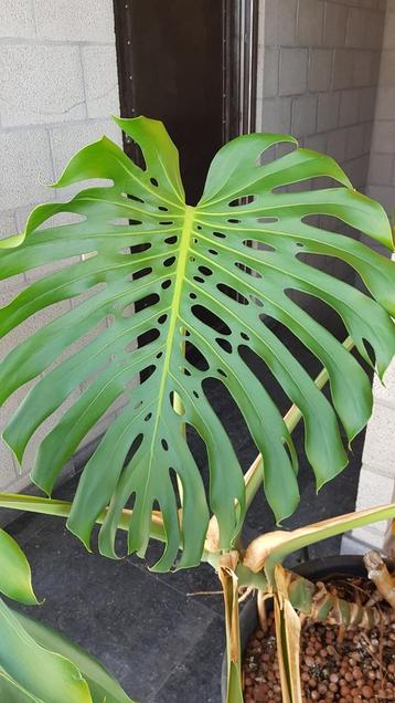 Monstera Deliciosa (blad XXL) beschikbaar voor biedingen