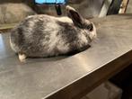 Tricolor dwergkonijn tekoop, Dieren en Toebehoren, Konijnen