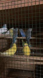 Grasparkieten, Dieren en Toebehoren