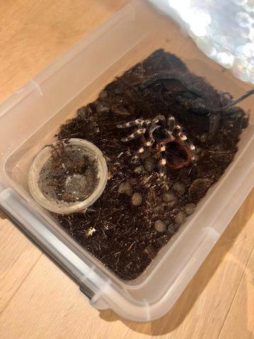 Acanthoscurria Geniculata

Femelle, Animaux & Accessoires, Box & Pâturages
