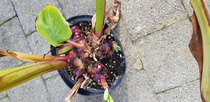 Canna Wolfsong variegata, Tuin en Terras, Planten | Tuinplanten, Ophalen of Verzenden