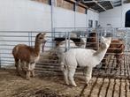 Alpaca ruin 1,5jr, Dieren en Toebehoren, Overige Dieren