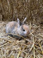 Dwergkonijntjes, Dieren en Toebehoren, Konijnen