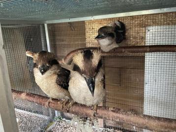 3 jeune Kookaburra 2024 beschikbaar voor biedingen