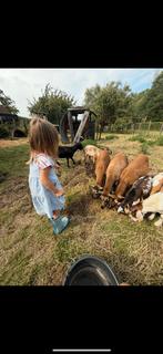 Schapen te koop, Dieren en Toebehoren