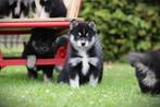 Pomsky, mini Husky. Belgisch fokker, Dieren en Toebehoren, België, 8 tot 15 weken, Poolhond, CDV (hondenziekte)