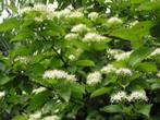 Cornus sanguinea, Tuin en Terras, Ophalen