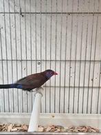 granaatastrilde man, Dieren en Toebehoren, Mannelijk, Tropenvogel, Geringd