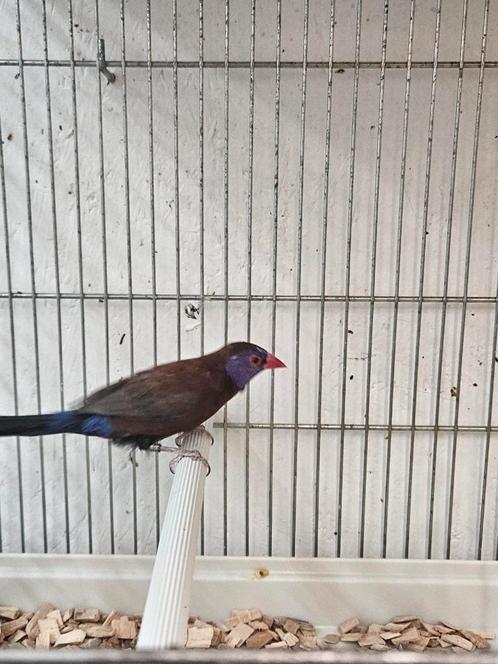 granaatastrilde man, Dieren en Toebehoren, Vogels | Overige Vogels, Tropenvogel, Mannelijk, Geringd