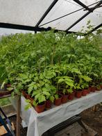 Tomatenplanten 21 rassen, Tuin en Terras, Planten | Tuinplanten, Ophalen