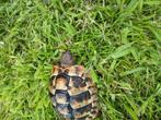 Griekse landschildpad, Dieren en Toebehoren, Reptielen en Amfibieën