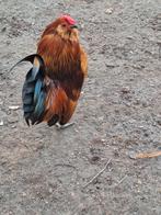 Antwerpse baardkriel haan, Dieren en Toebehoren, Pluimvee