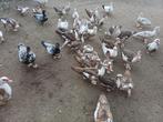 Barbrieeenden, Meerdere dieren, Eend