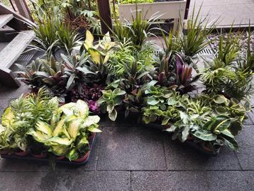 Diverse kamerplanten (kies&mix) 4 voor 10 euro  beschikbaar voor biedingen