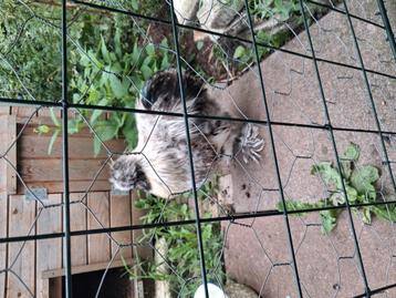 Jeune coq de grouse à soie gratuit