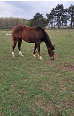 Prachtige merrie, Dieren en Toebehoren, Merrie