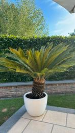 Cycas revoluta inclusief Elho pot, Ophalen