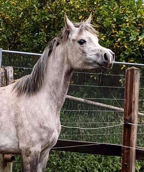 Typvolle Arabische volbloed merrie  2022 - zadelmak, Dieren en Toebehoren, Paarden, Merrie, Zadelmak, Minder dan 160 cm, 3 tot 6 jaar