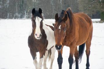 GEZOCHT: Verzorger voor 2 paarden beschikbaar voor biedingen