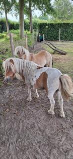 shetland pony's, Ruin, Ingeënt